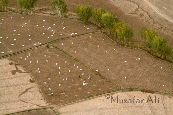 Bamyan-potato-fields