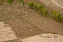 Bamyan-potato-fields