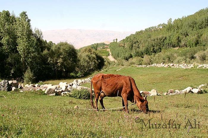 bamyan-foladi-valley
