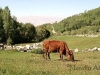 bamyan-foladi-valley